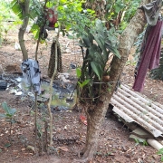 A Defensoria apontou, inclusive, racismo ambiental em razão do esgoto que é desaguado dentro da terra indígena.